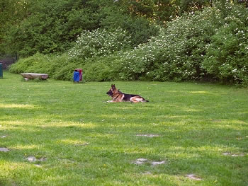 Hundeauslauffläche - Dortmund Innenstadt - Hoeschpark