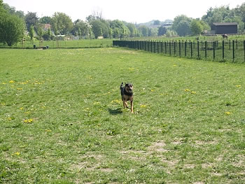 Hundeauslauffläche - Dortmund - Lütgendortmund